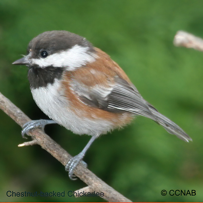 Chestnut-backed Chickadee