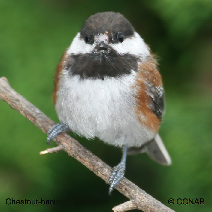 Chestnut-backed Chickadee