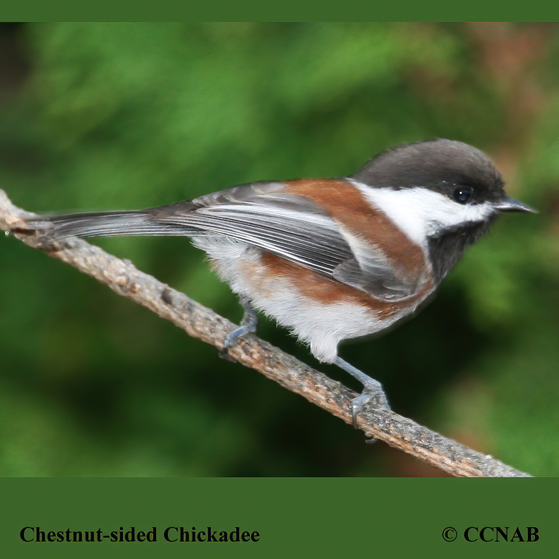 Chestnut-backed Chickadee