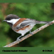 Chestnut-backed Chickadee songs and calls