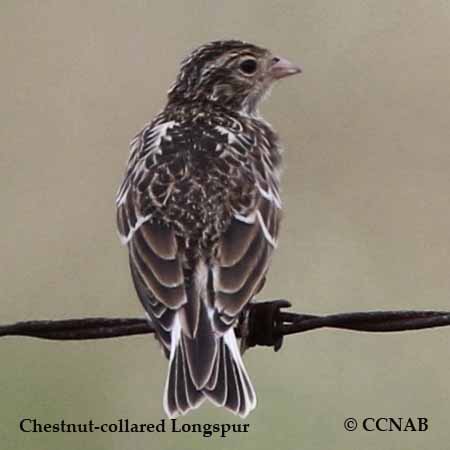 Chestnut-collared Longspur