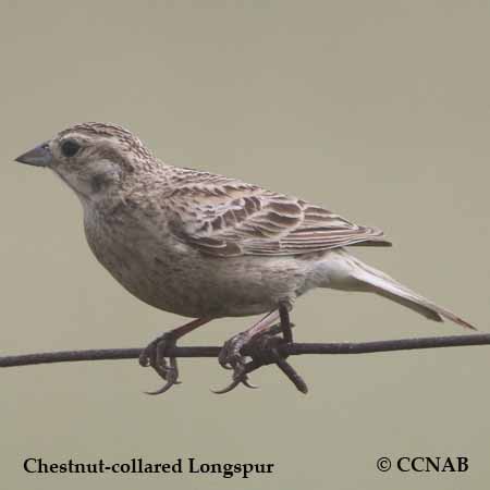 Chestnut-collared Longspur