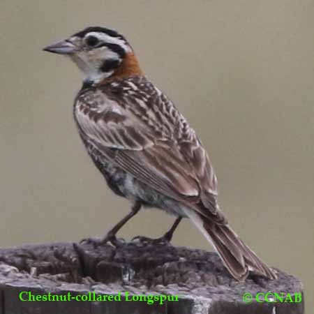 Chestnut-collared Longspur