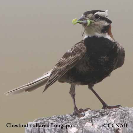 Chestnut-collared Longspur