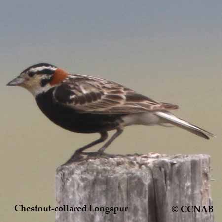 Birds of North America