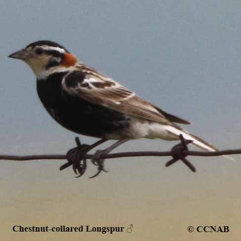 Chestnut-collared Longspur