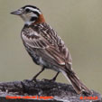 Chestnut-collared Longspur