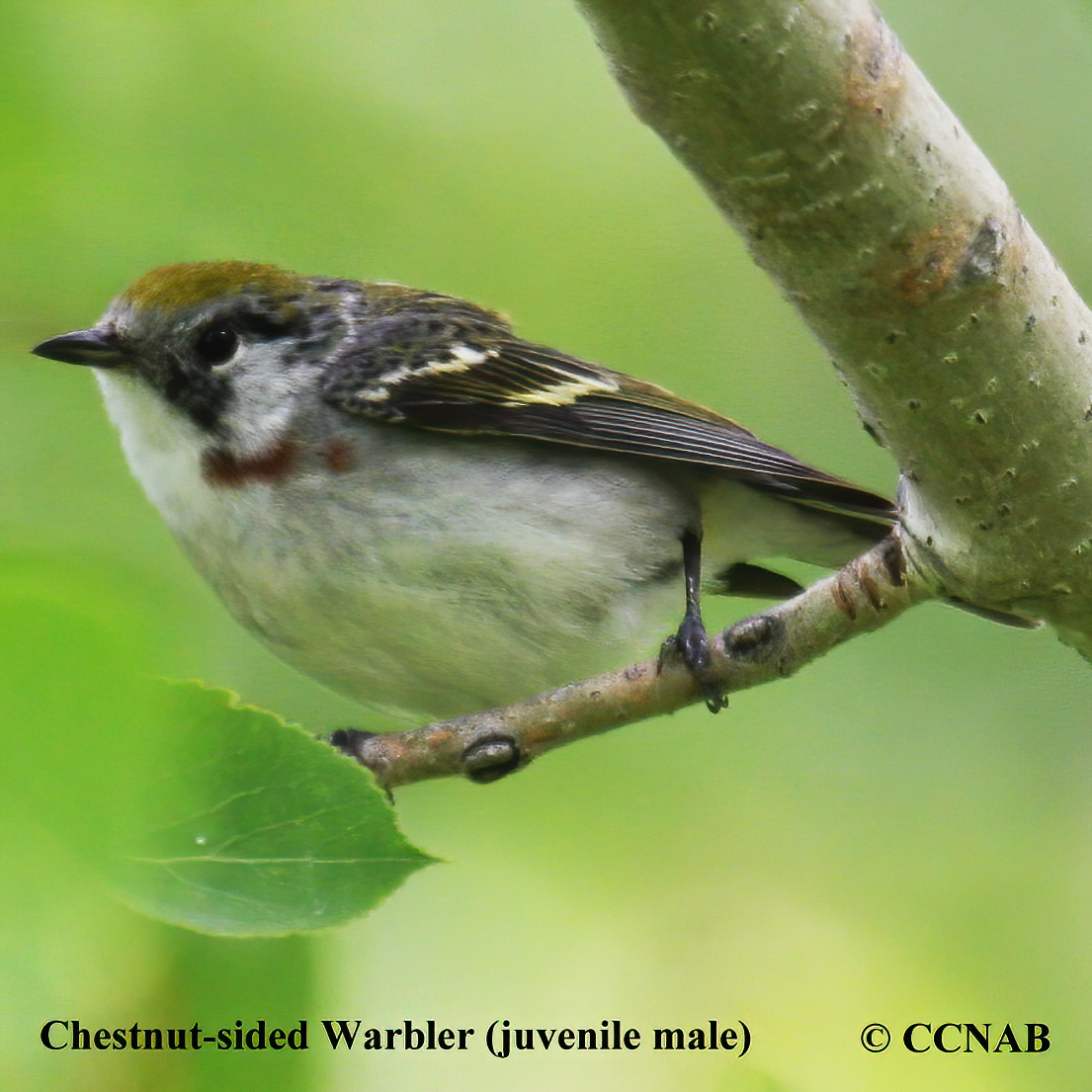 Chestnut-sided Warbler