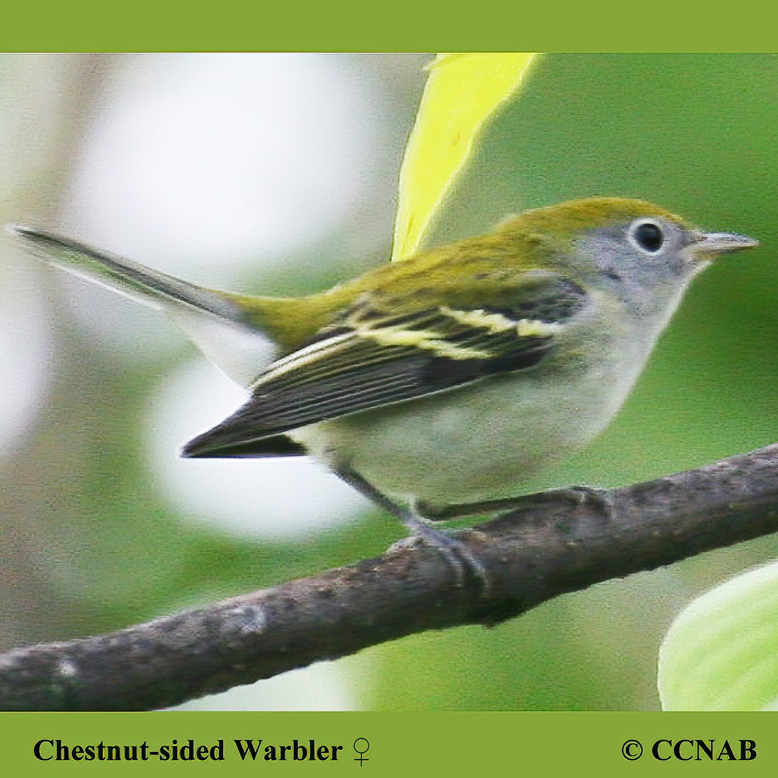 Chestnut-sided Warbler