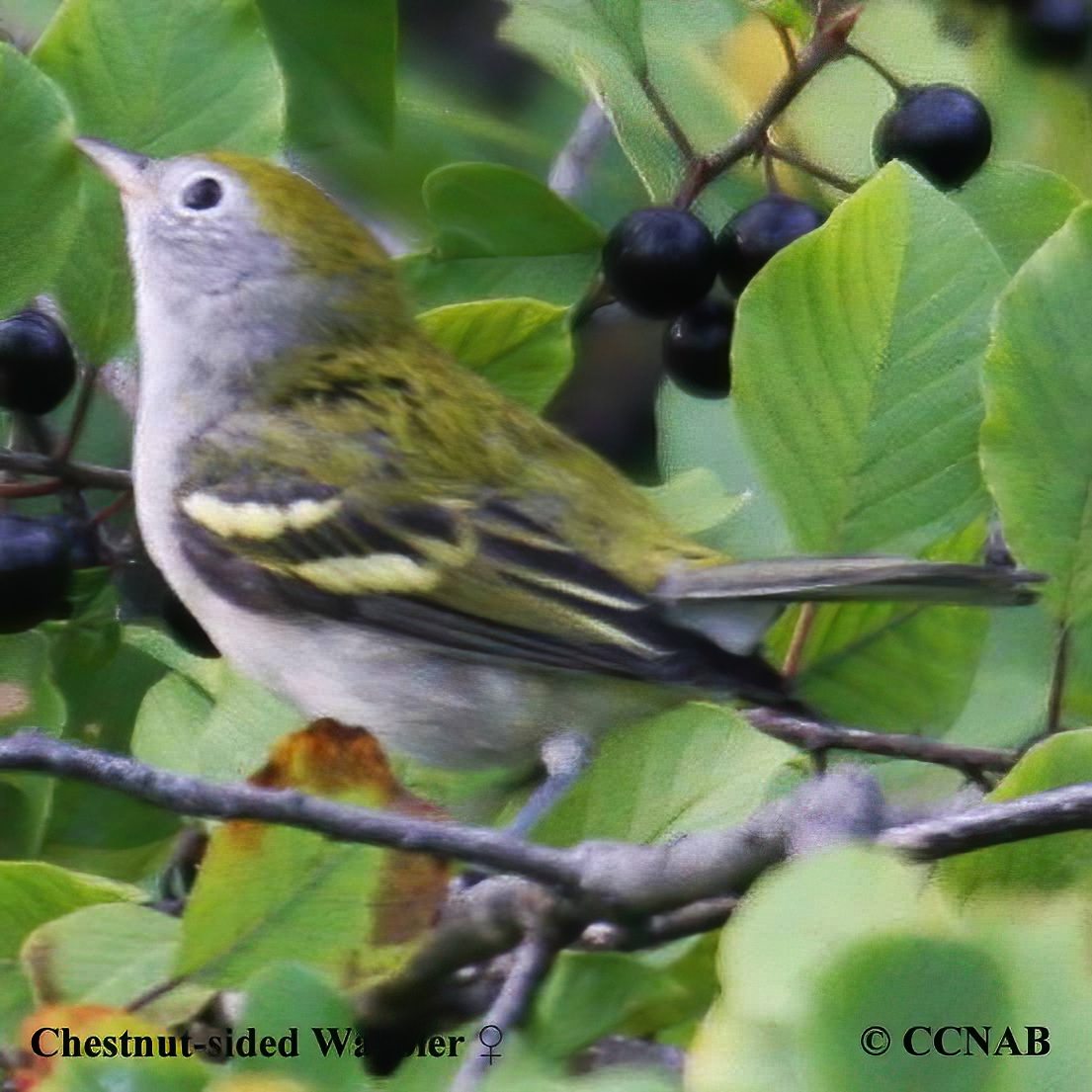 Chestnut-sided Warbler