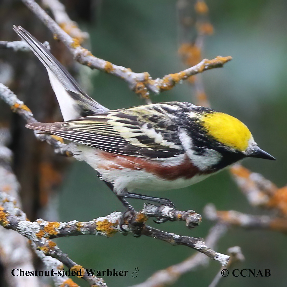 Chestnut-sided Warbler