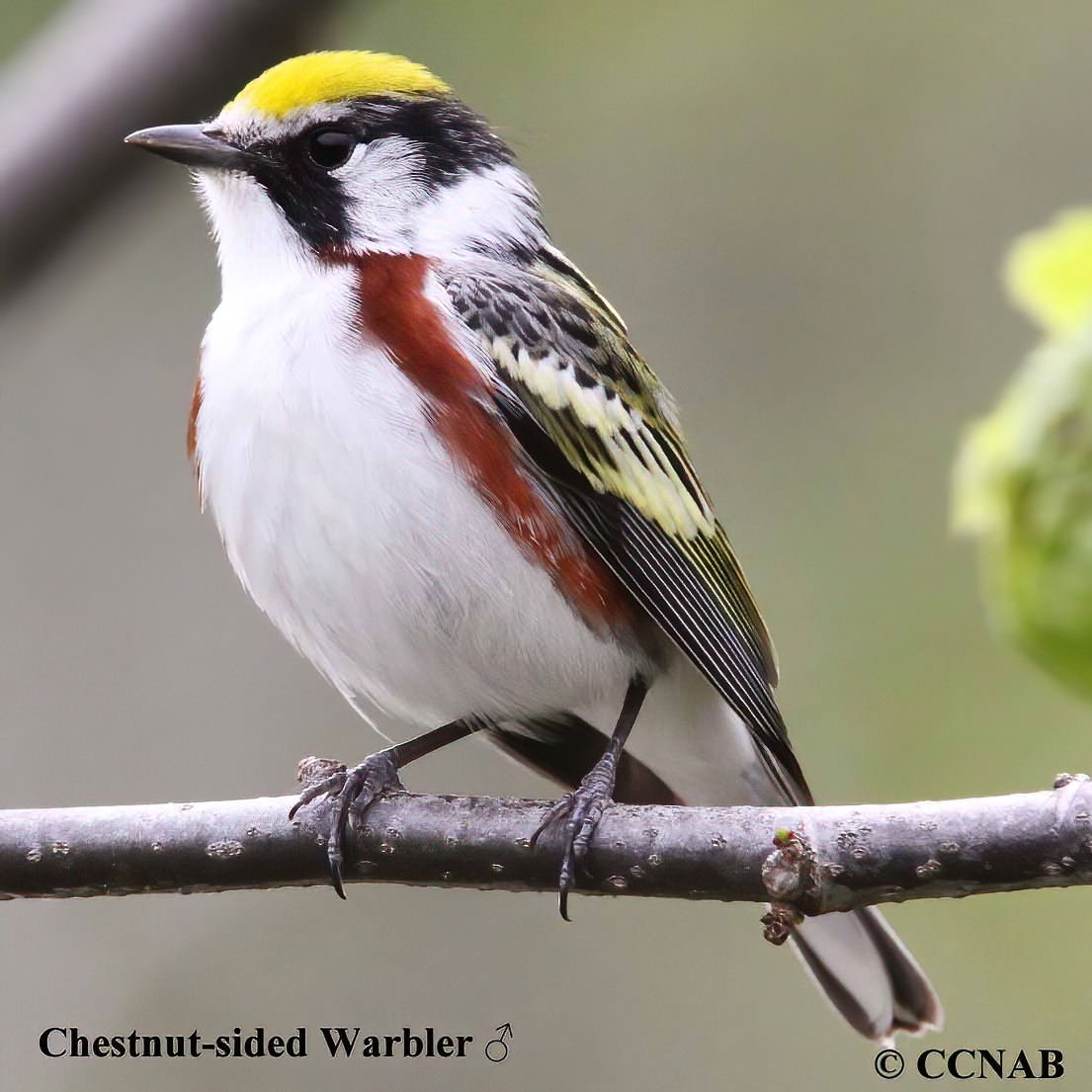 Chestnut-sided Warbler