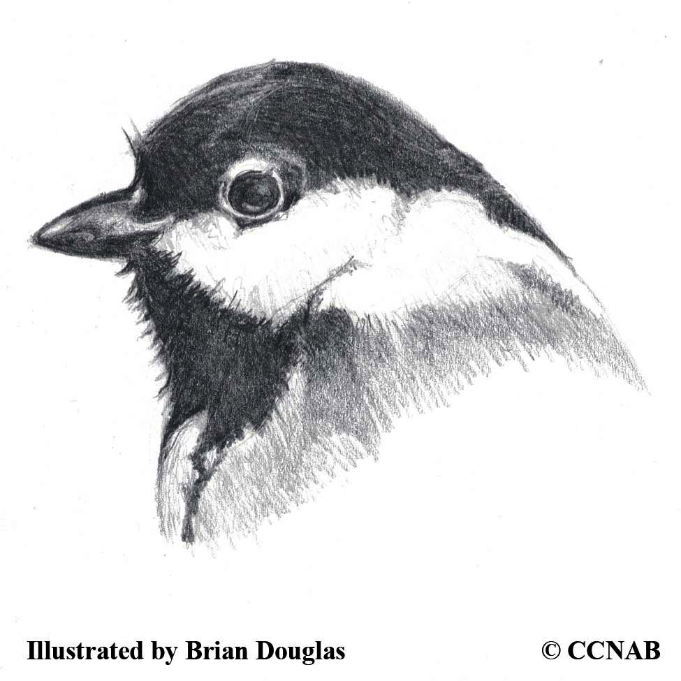chickadees