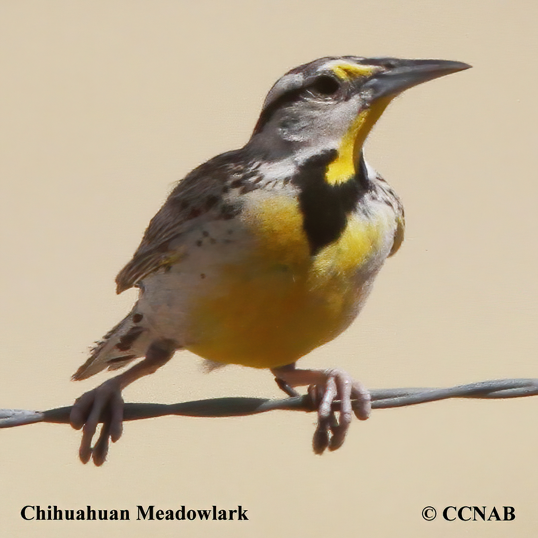 Chihuahuan Meadowlark