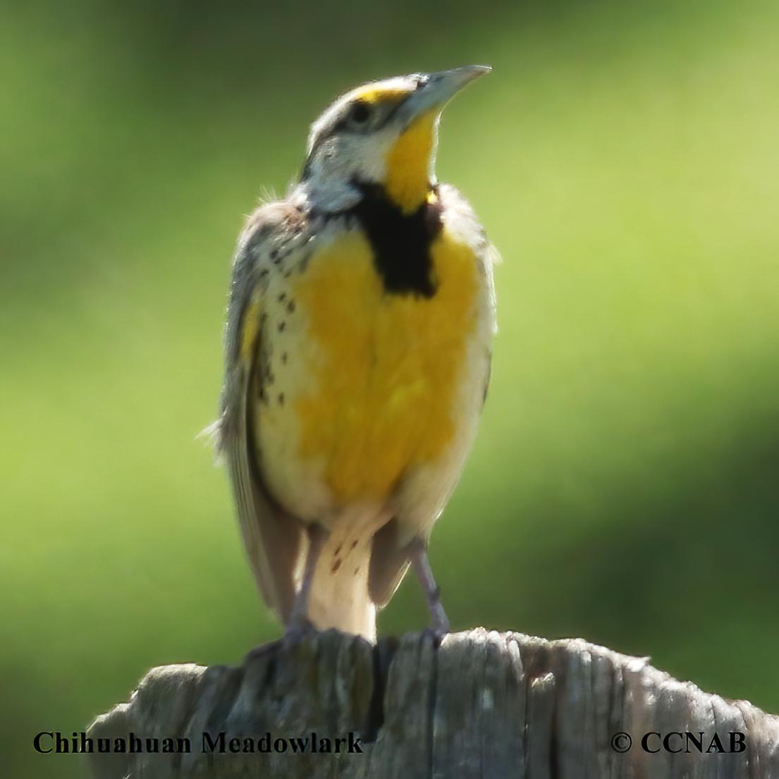 Chihuahuan Meadowlark