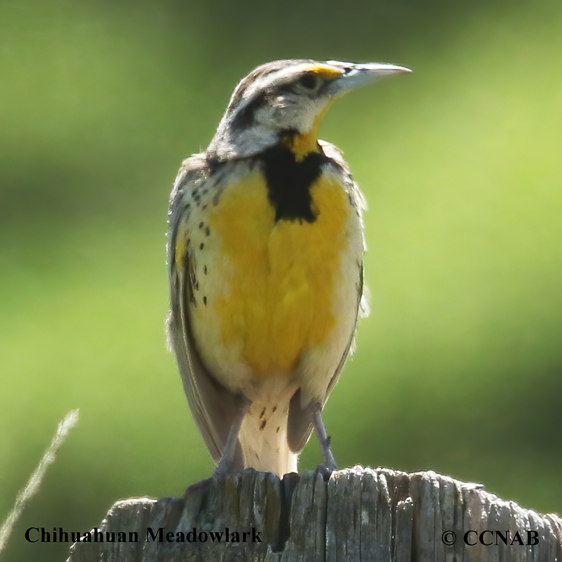 Chihuahuan Meadowlark