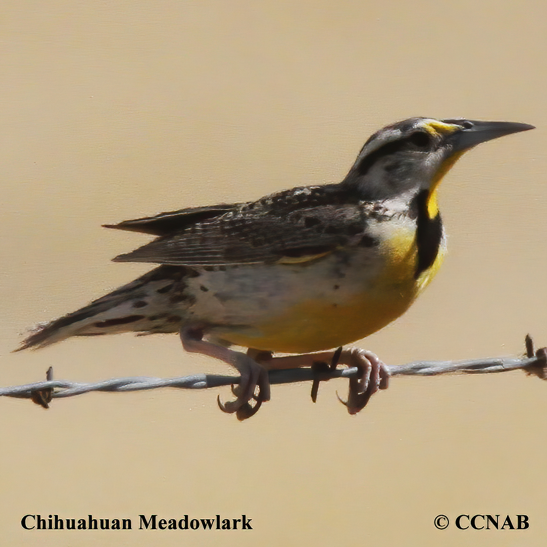 Chihuahuan Meadowlark