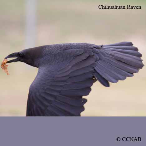 Chihuahuan Raven