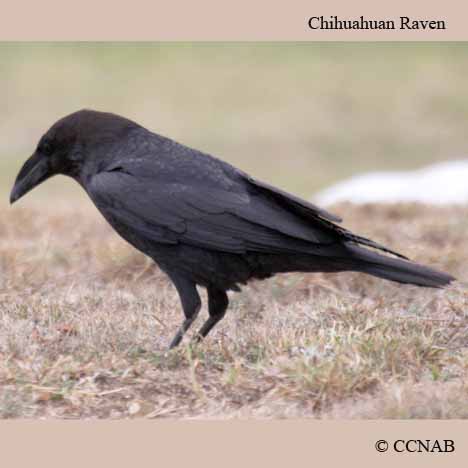 Chihuahuan Raven