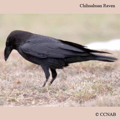 Chihuahuan Raven