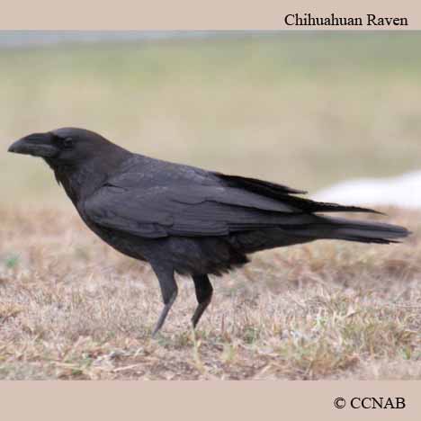 Chihuahuan Raven