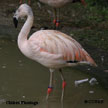 Chilean Flamingo range map