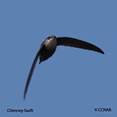 Chimney Swift