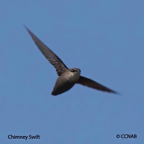 Chimney Swift