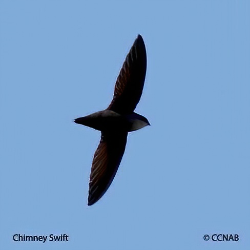 Chimney Swift