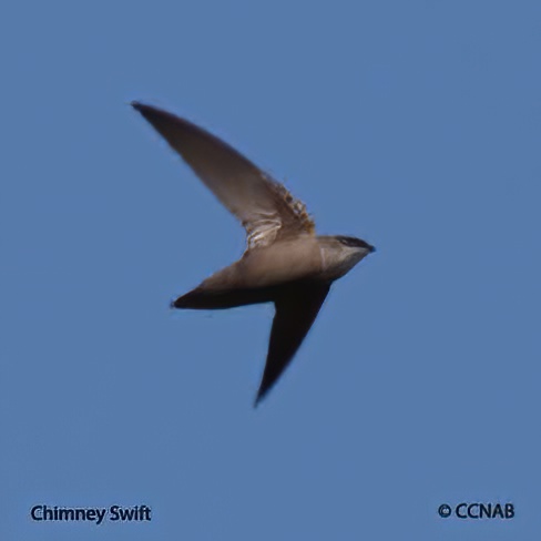 Chimney Swift