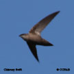 Chimney Swift range map