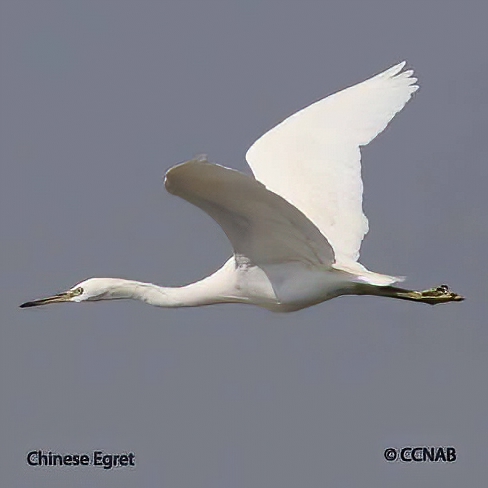 Chinese Egret