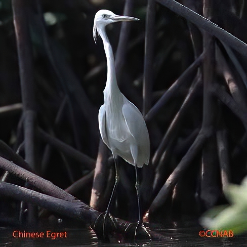 Chinese Egret