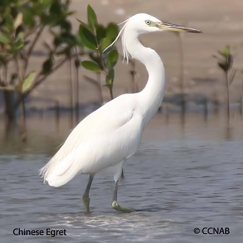 Chinese Egret