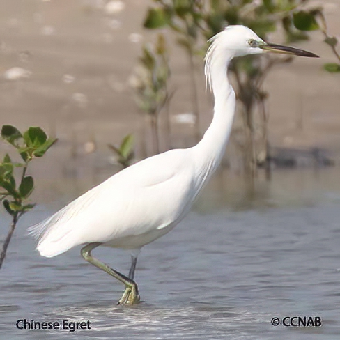 Chinese Egret