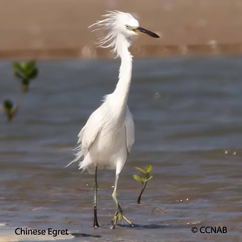 Birds of North America