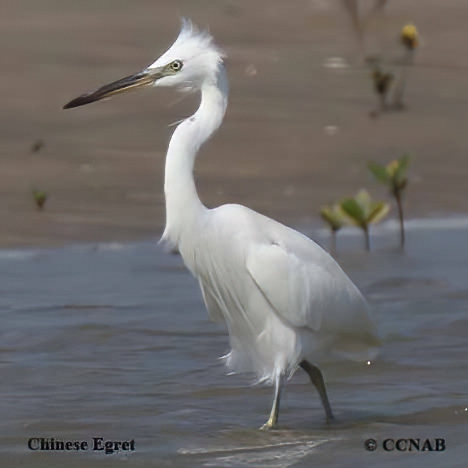 Chinese Egret