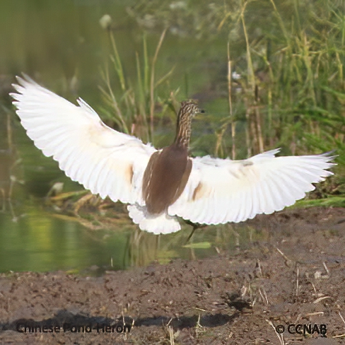 Chinese Pond-Heron