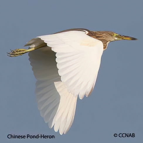 Chinese Pond-Heron