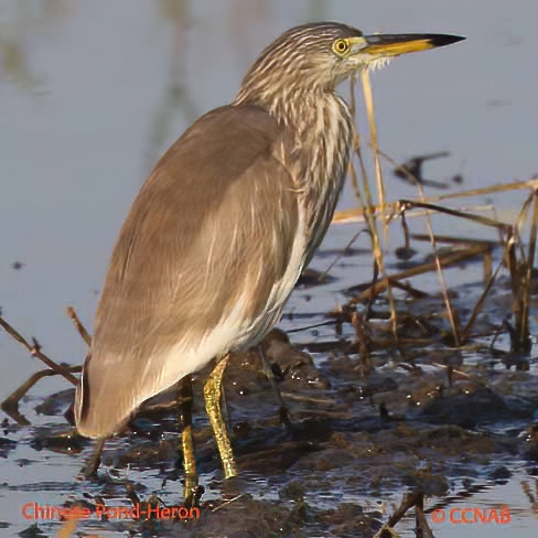 Chinese Pond-Heron