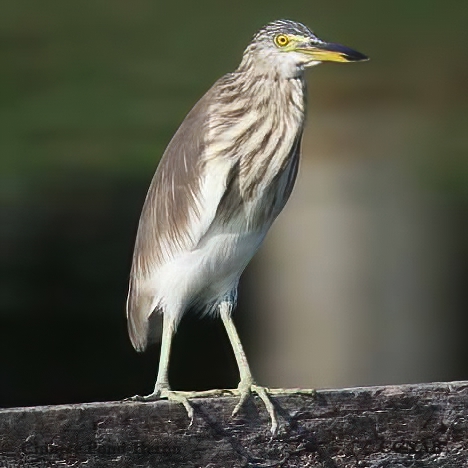 Chinese Pond-Heron