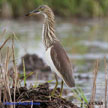 Chinese Pond-Heron range map