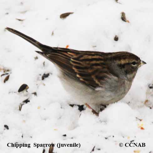 Chipping Sparrow