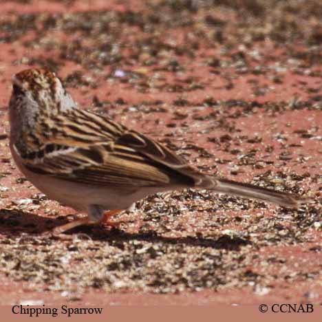 Chipping Sparrow