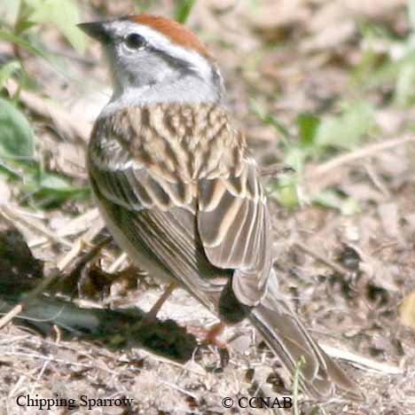 Chipping Sparrow