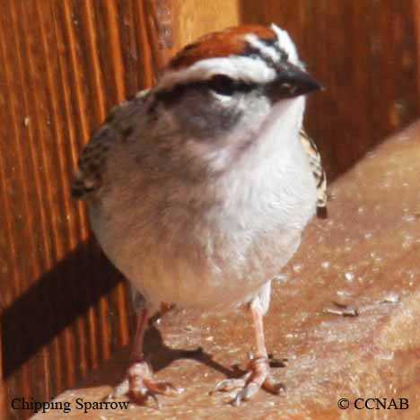 Chipping Sparrow