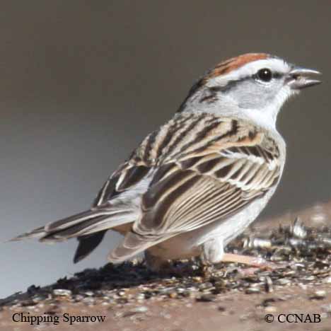 Chipping Sparrow