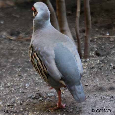 Chukar