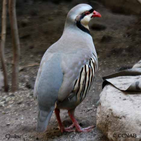 Chukar