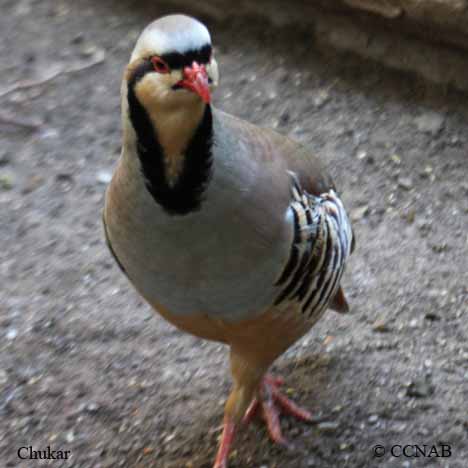 Chukar